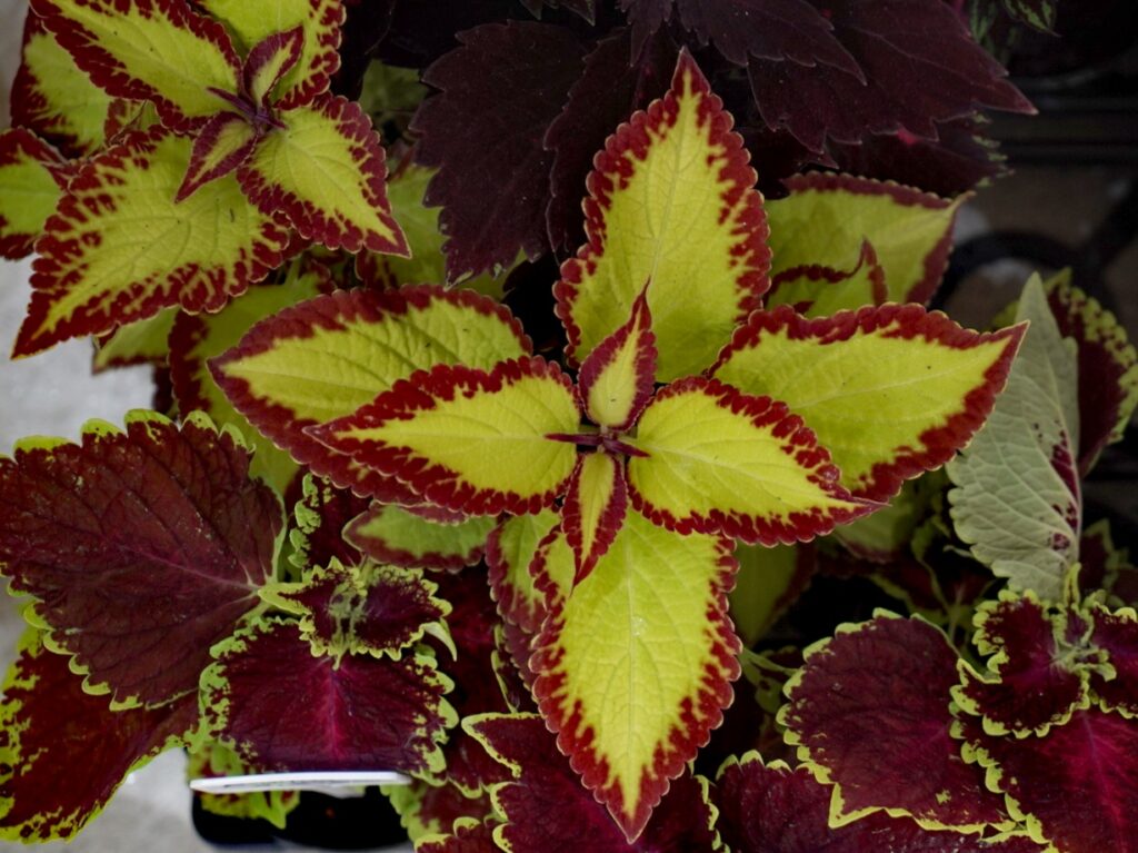 DSC08887_edit_75178168923769