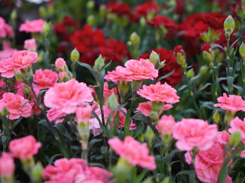 DSC08888_edit_75150949134925