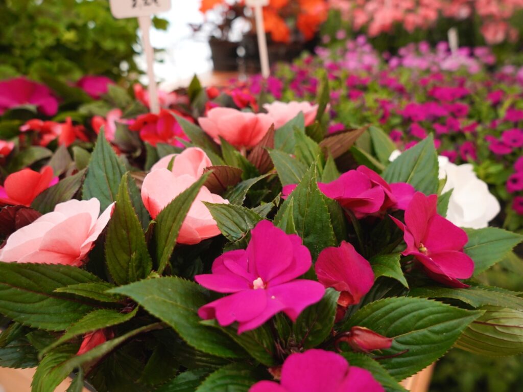 DSC08889_edit_75125379601810